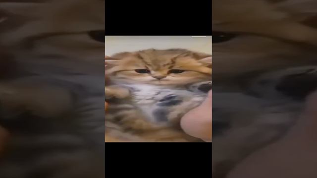 КОТЯТА )))