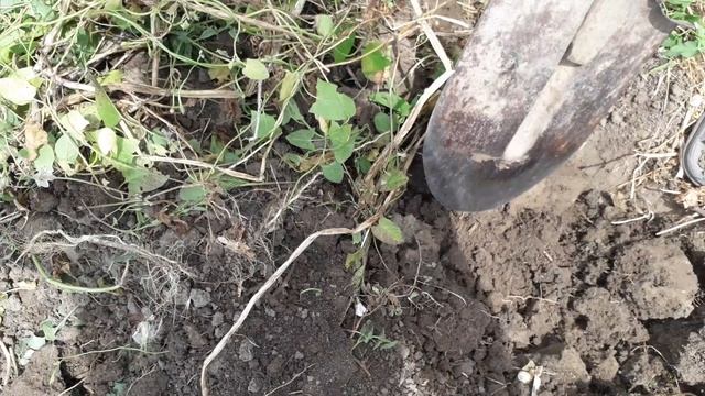 Урожай картофеля на Ставрополье.