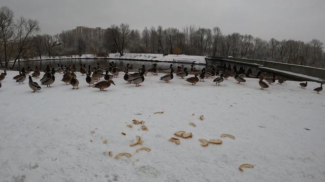 Утки зимой Ducks in winter