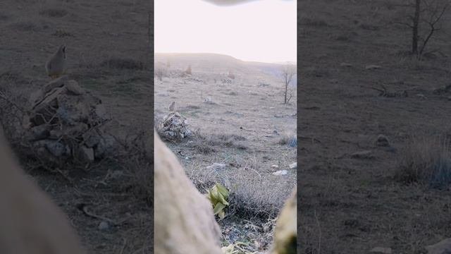 Keklik Kurak Avı Malatya 2022  охота на куропаток шикори кеклик  partridge hunt 鹧鸪狩猎 garynja awy
