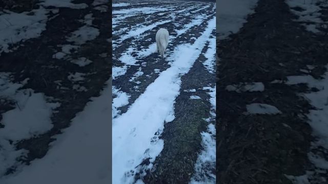 Маремма Рик. 5 месяцев. Пролулка.