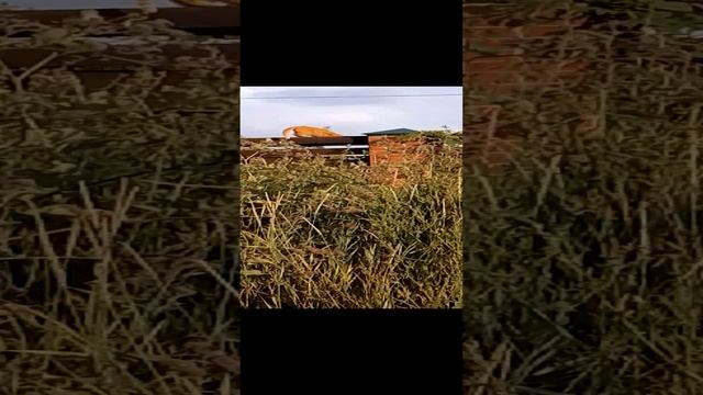 коты сошли с ума