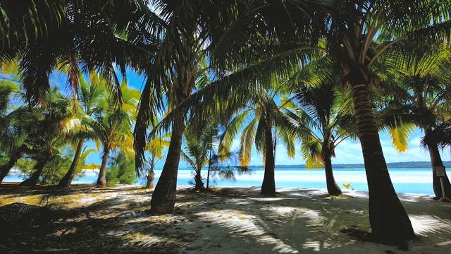 Море Пальмы Пляж