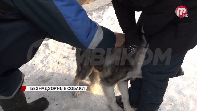 В микрорайоне Южный работали мобильные группы по отлову бездомных животных