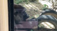 The cutest silverback in the world, Momotaro'behavior 🅷🅾🆃【KyotoZoo, Gorilla