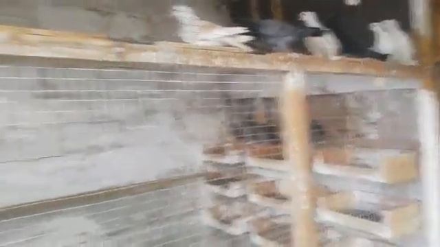 Вот что творится когда меня нет в голубятне ??♂️