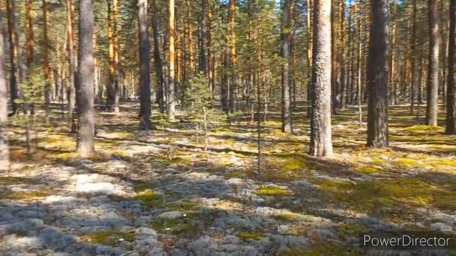 Боровой 🍄 ЛЕС Сказочный,  порадовал Грибами , не ожидала