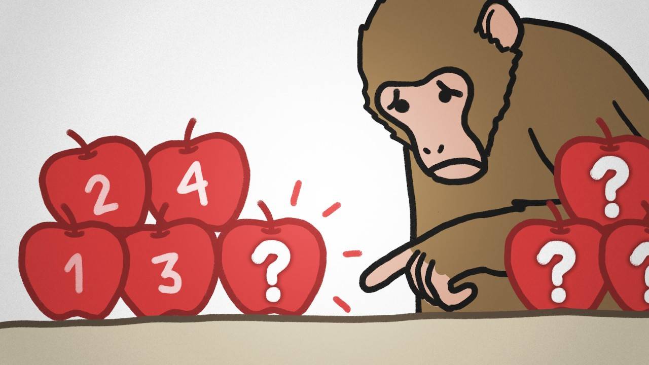 MinuteEarth: Why Monkeys Can Only Count To Four?