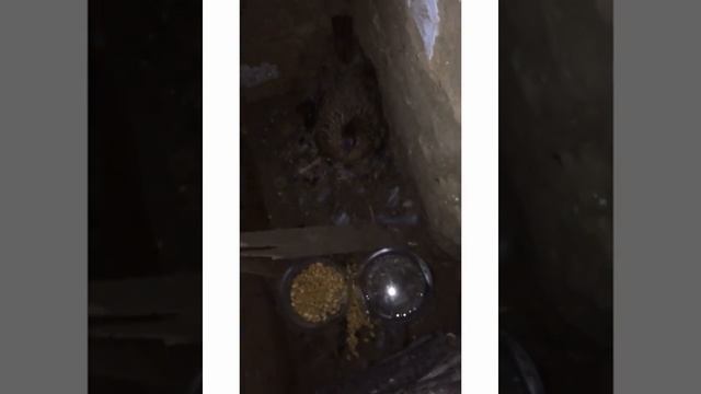 Как посадить квочку на яйца