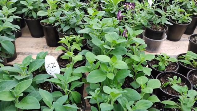 Обновленные маточные кусты, черенки готовы для заказа, ссылки в описании