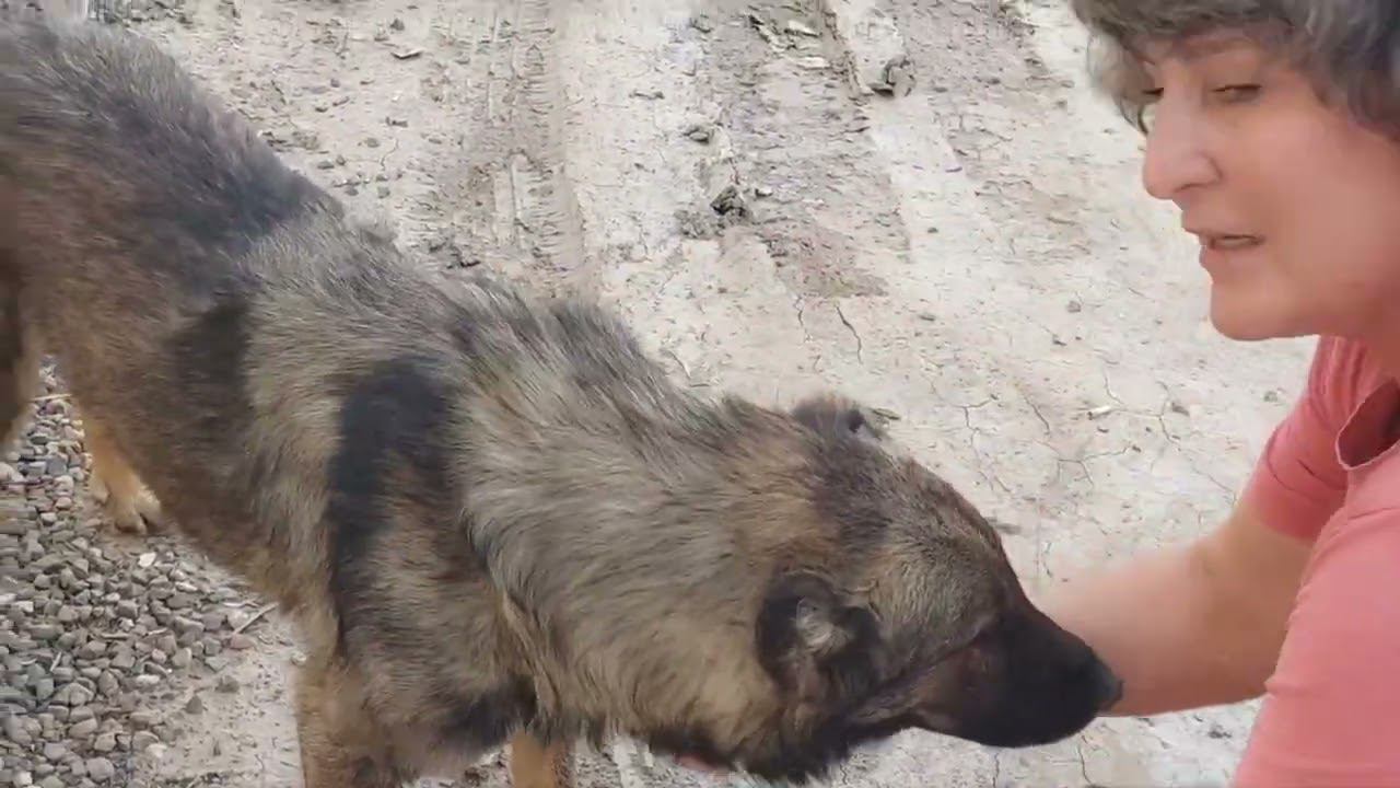 Ташкент.  Собака с травмой у дороги. Поездка в горы...