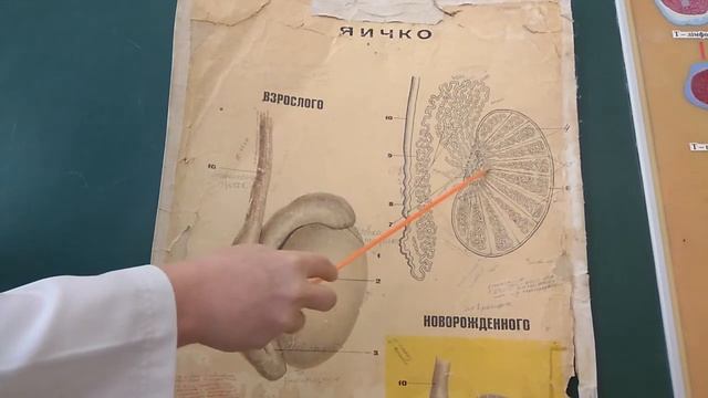 Строение яичка (ЗБМК)