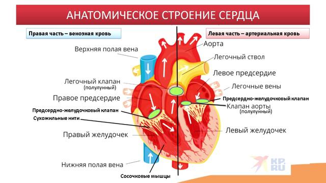 7.1. Строение сердца