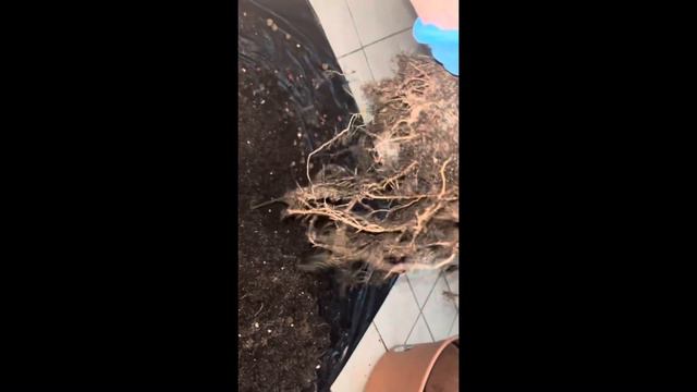 Спасаю свой декабрист