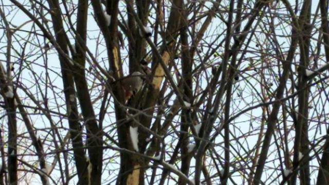 Пятый день подряд дятел долбит своё любимое дерево