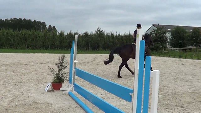 Mary leboutte, Wella Z par Wish JK Horsetruck (Burggraaf) X Happy Wind D Hof Ten Bos (Landwind)