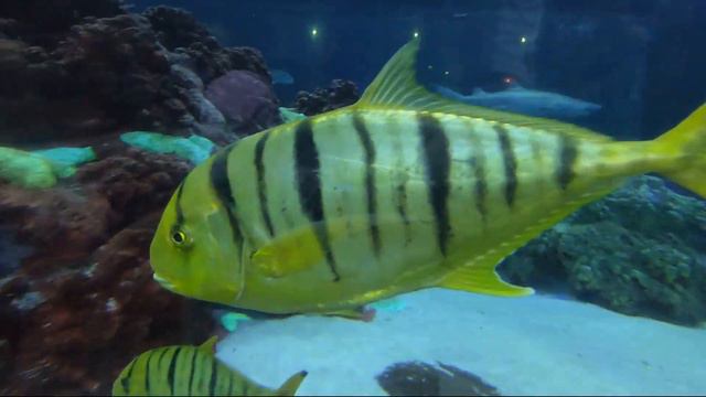 Sea world орландо флорида Это было просто незабываемо. Море эмоций и воспоминаний