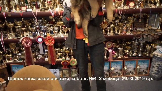 Питомник Кавказских овчарок, продажа щенков, кобель. www.r-risk.ru +7 926 220-56-03 Ягодкина Татьян