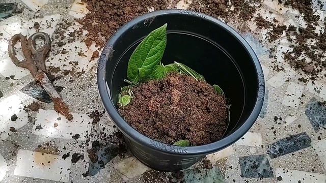 Repotting of Pink Syngonium and it's care .