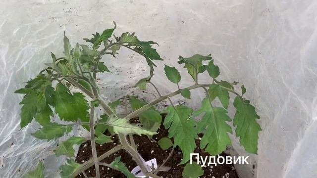 Томаты серии Гном  ранняя посадка в мешки