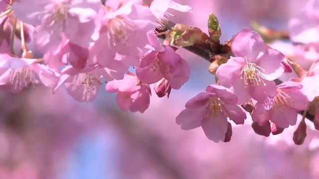 Чудесна сакура весной