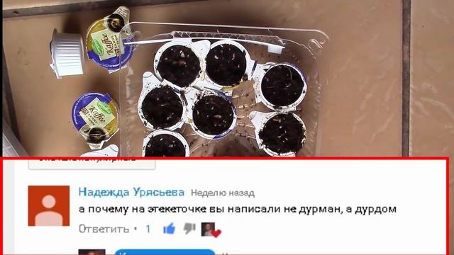 Семена, рассада и кофе что общего  Рассада растёт замечательно