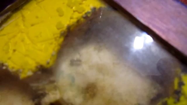 муравьиная ферма: serviformica fusca