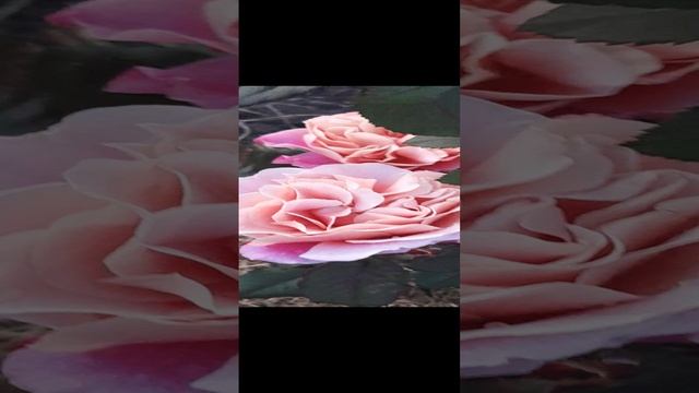 20230527_201858.mp4