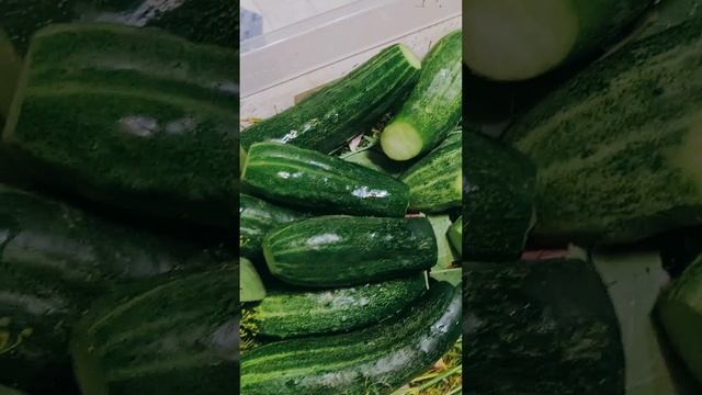 Огурчики солененькие?