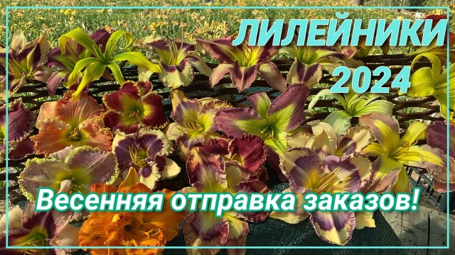 Отправка лилейников весной / Сад Ворошиловой