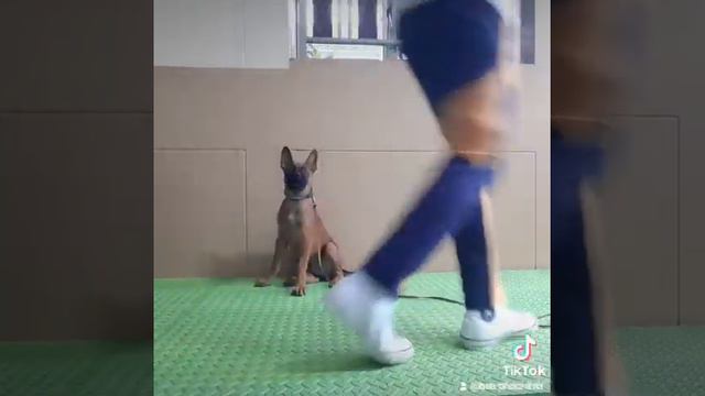 Thai Ridgeback