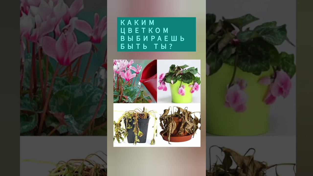 Обезвоживание-причина многих диагнозов.#буграирина#водаэтожизнь #водадляздоровья #жизньбезболи #вода