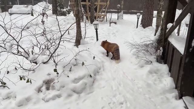 ЛИ СЯО. Алиса - Лиса. Новое логово было найдено.