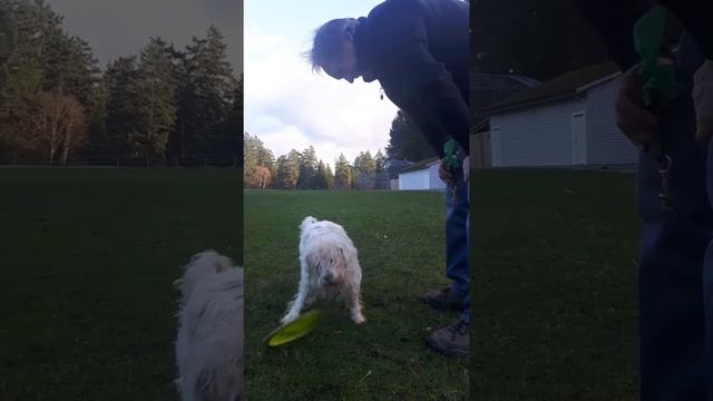Disc Golf or dog frisbee?