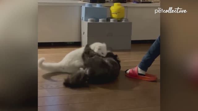 Попробуй не рассмеяться!!!