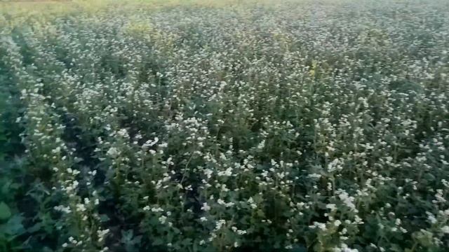 Гречиха 1 я подкормка по вегетации