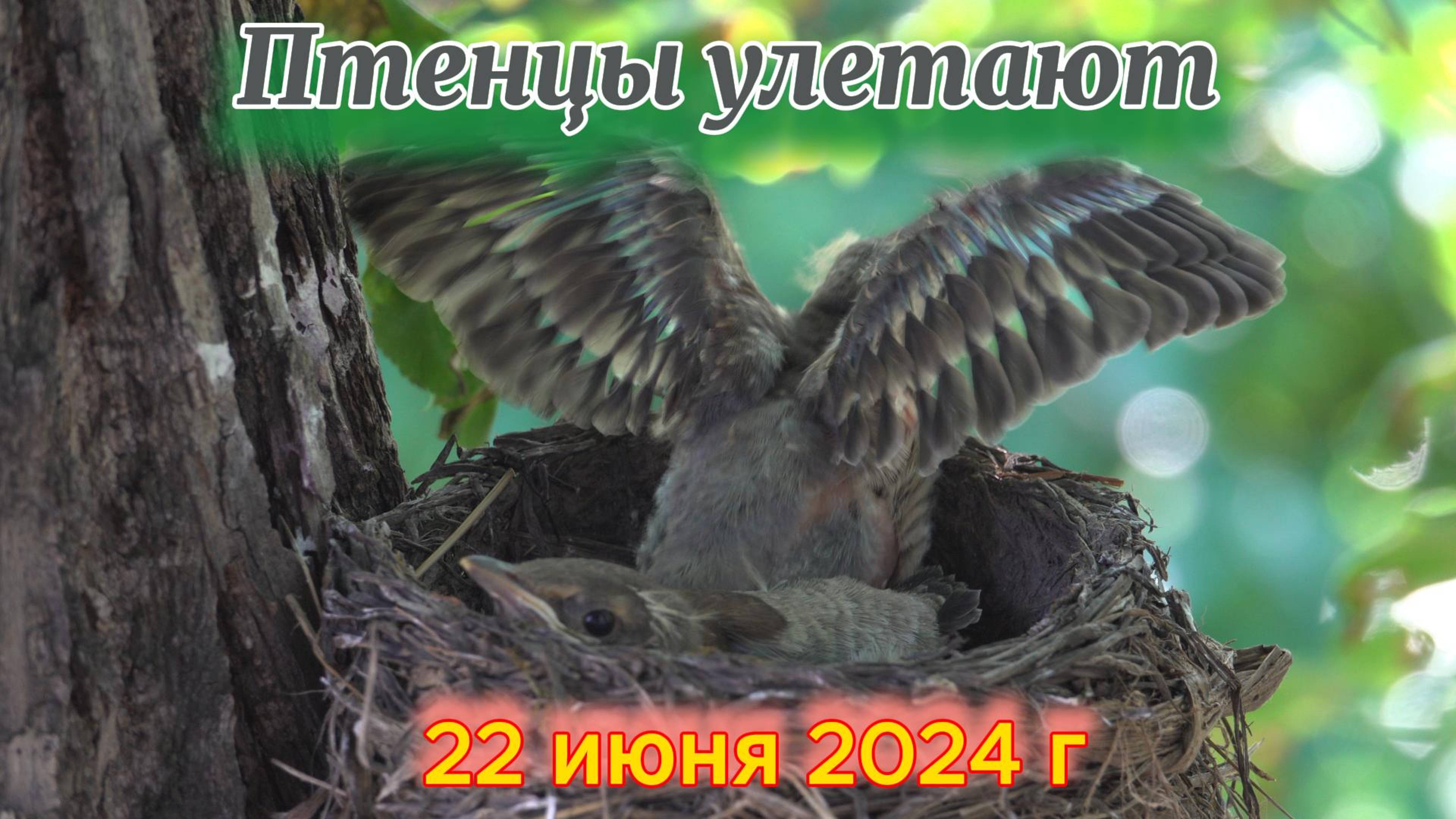 Птенцы покидают гнездо 22 июня 2024 г