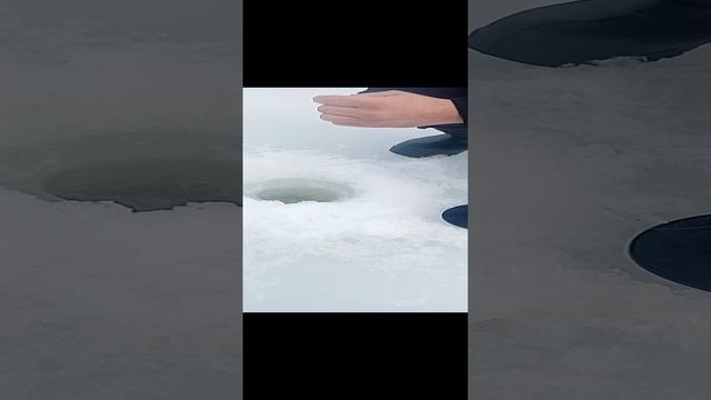 Очередная зубатая на льду