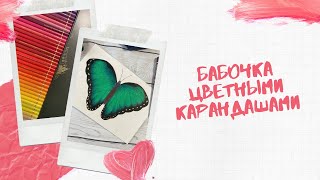 Бабочка цветными карандашами.mp4
