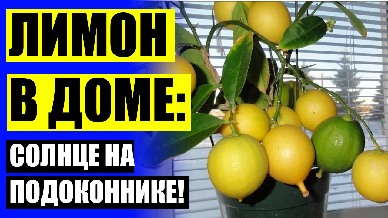 🚫 Дерево лимона фото ⚪ Комнатное дерево лимон 💣