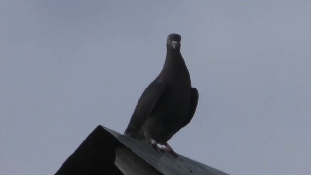 08.12.19. Ястреб Тетеревятник забрал голубя. Goshawk hawk picked up a pigeon