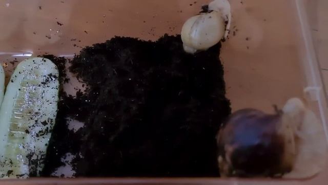 Улитки Ахатины несут яйца