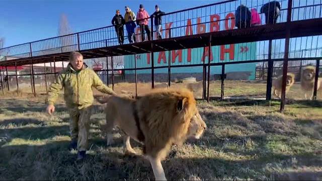 Человек -Лев выводит на прогулку ЛЬВА-ВОЖАКА !