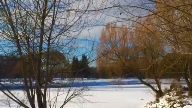 Главный Ботанический Сад. Зимний день.