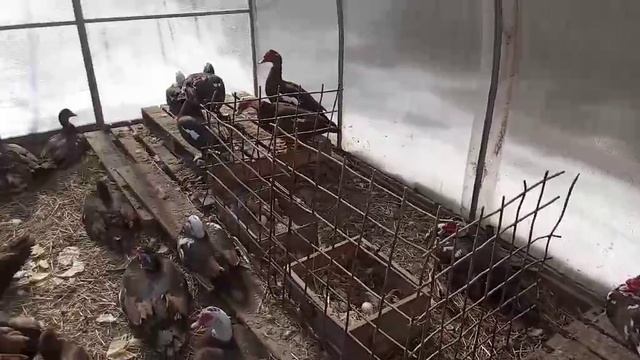 Всё об индоутках.О проблемах в выращивании и их решении.Часть вторая.