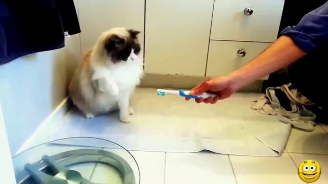 Кошки против Зубных щеток! Подборка!