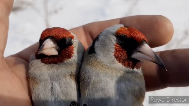 ЛОВЛЯ ЩЕГЛОВ. ДЕНЬ ЩЕГЛА?10.03.2020.