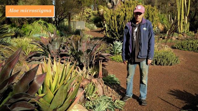 What's in Bloom at The Ruth Bancroft Garden  (January 2022)