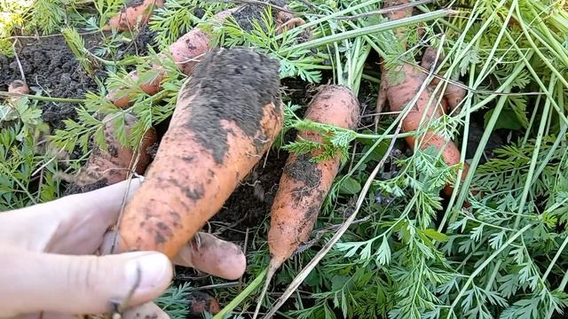 Морковка моя росла в траве ???все говорят ой у тебя всё в траве.