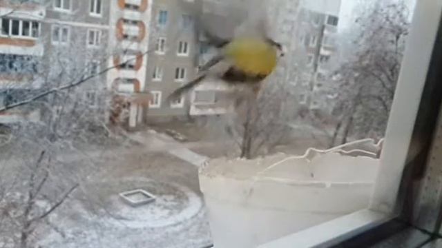 Samsung Galaxy S4 - синички едят семечки.